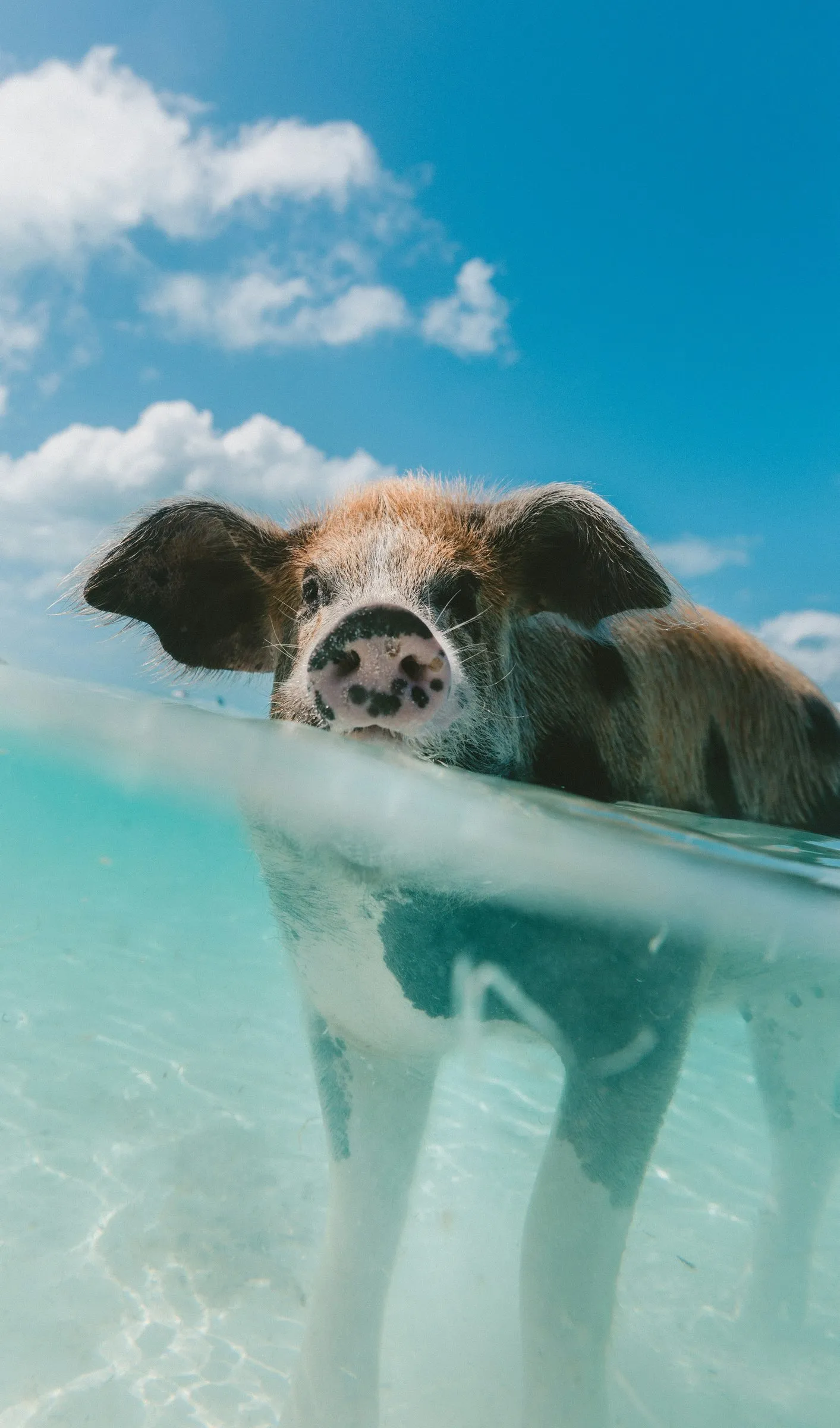 A pig swimming with just its head above the clear water off Big Major Cay