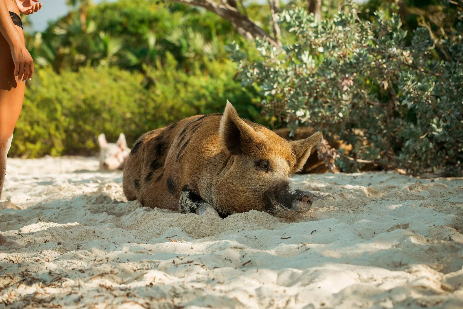 A Big Major Cay local, unbothered by the boat traffic